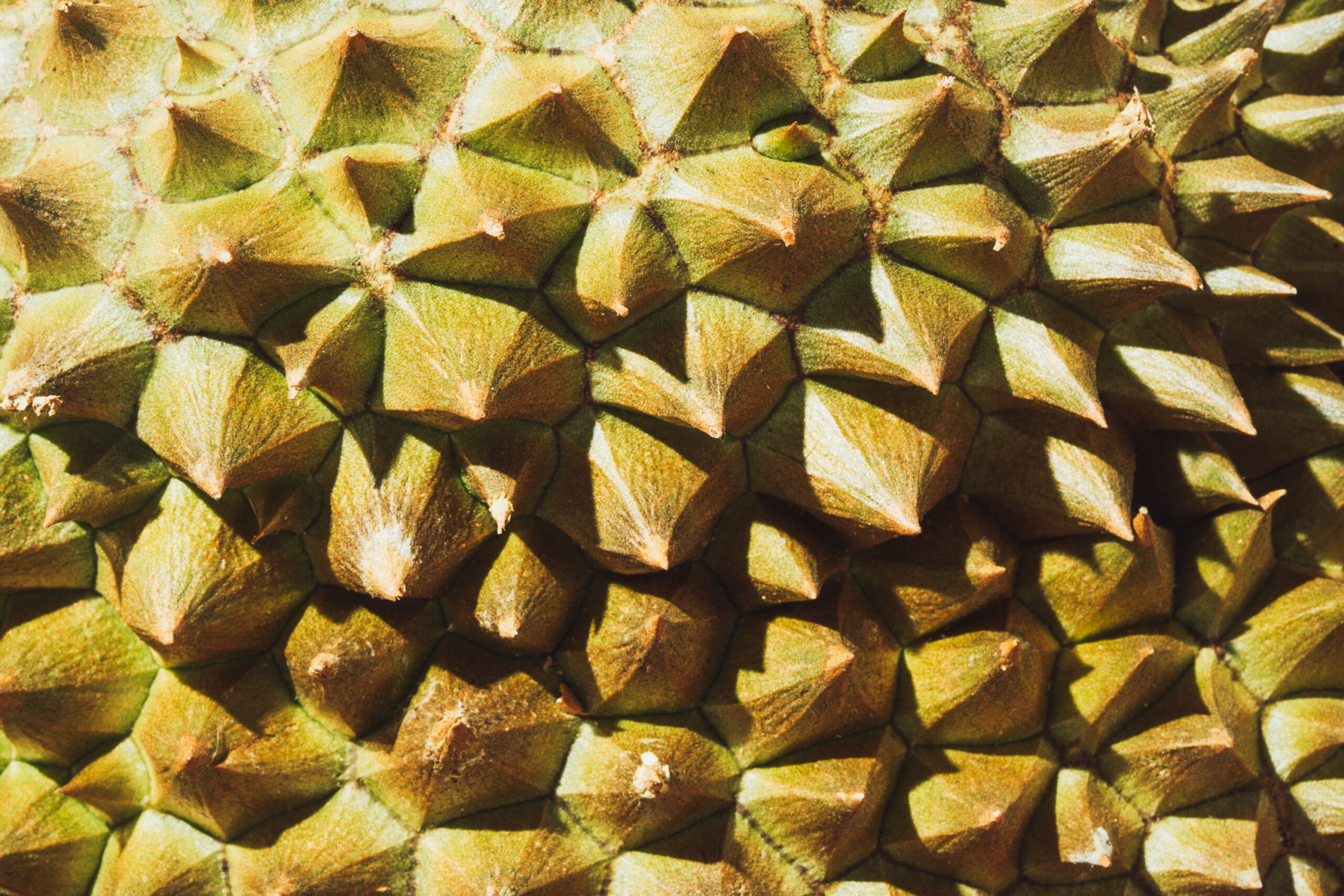 Durian Monthong - Exotische Frucht mit einzigartigem Geschmack - JJ Global Trader